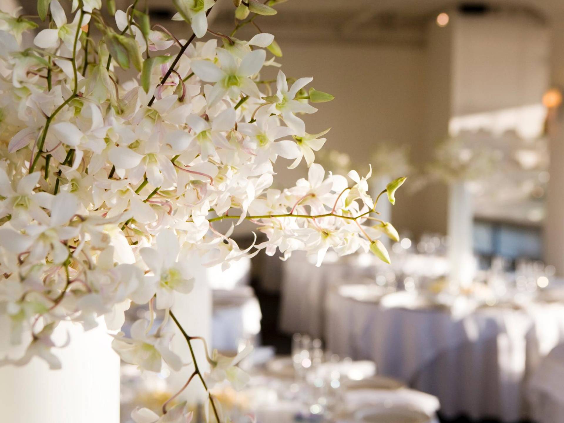 Wedding Planning & Coordination